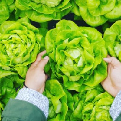 What Is The Ideal Time To Harvest Crops?