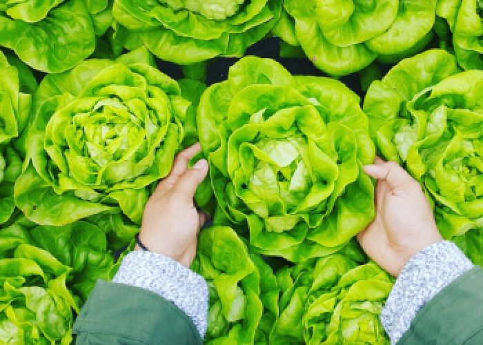 What Is The Ideal Time To Harvest Crops?