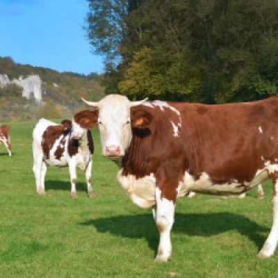 Cattle Management & Some Tips