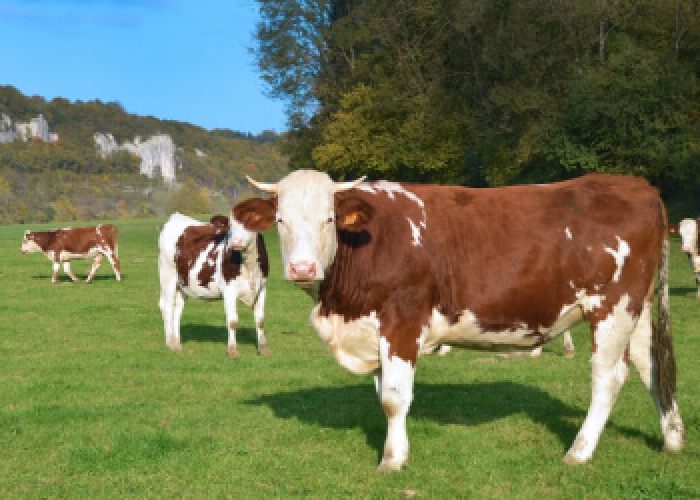 Cattle Management & Some Tips