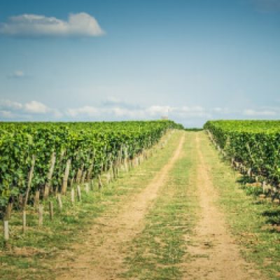 Cattle Management & Some Tips