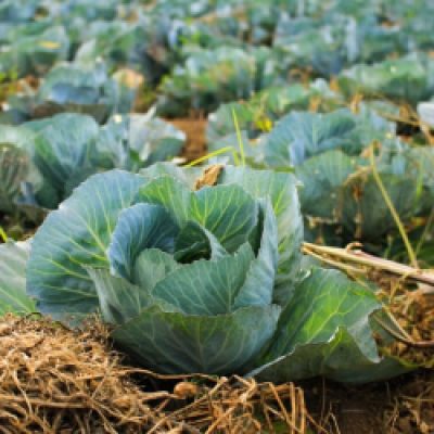 Why Grow Seeds For Climate Resiliency
