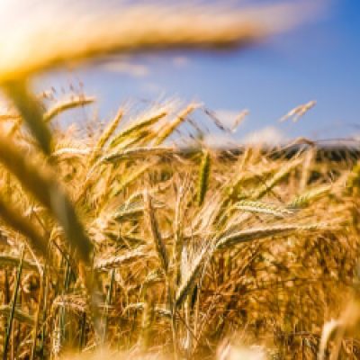 Why Frequently Watering Can Affect Your Crops?