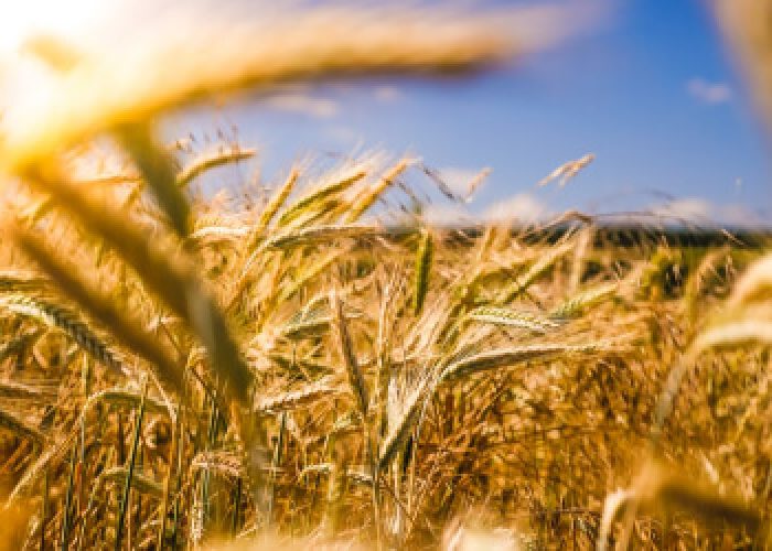 Why Frequently Watering Can Affect Your Crops?