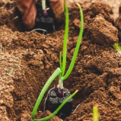 Will Boosting SNAP Be Good For Our Farming?