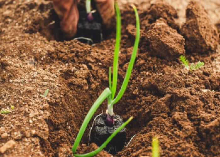 Will Boosting SNAP Be Good For Our Farming?